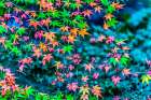 Colorful foliage, Tofuku-ji Buddhist temple, Kyoto, Japan. Famous for its autumn leaves. Art Print